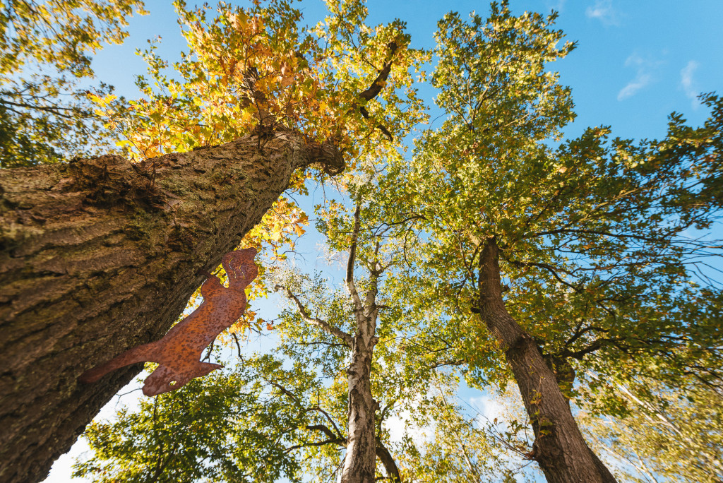 Vue contre plongée des arbres du jardin de la clinique de la femme